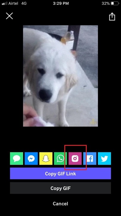 How to Post a GIF on Instagram