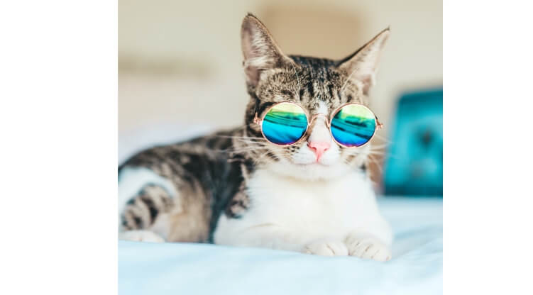 cool tiktok profile picture - posing cat