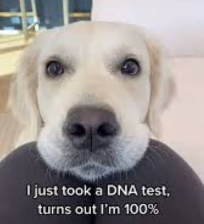 funny tiktok meme - DNA test meme