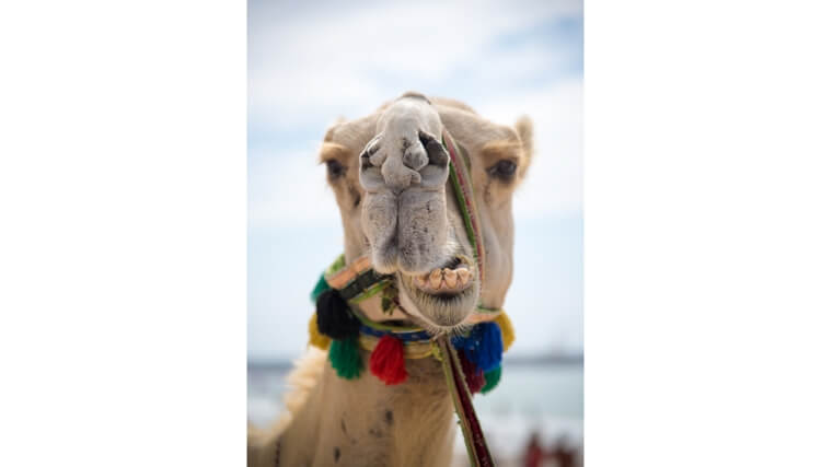 funny tiktok profile image - big nose camel