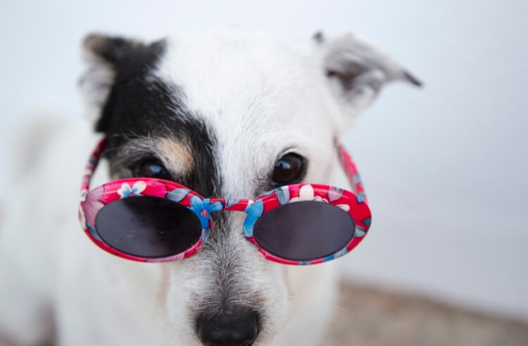 funny tiktok profile image - dog wearing glasses