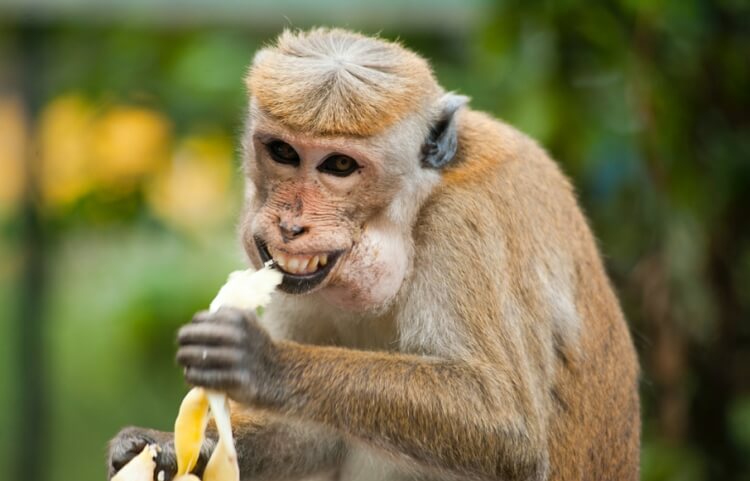 funny tiktok profile image - smiling monkey